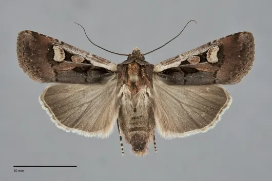 Euxoa obeliscoides