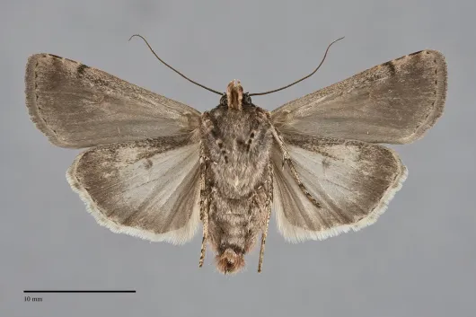 Euxoa obeliscoides
