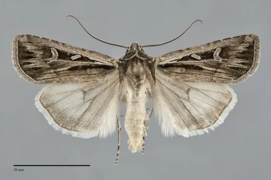 Euxoa oblongistigma