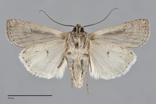 Euxoa oblongistigma