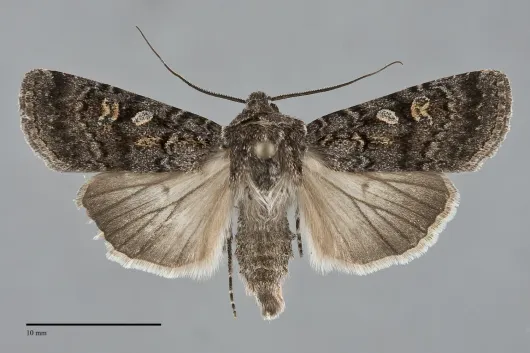 Euxoa occidentalis