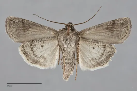 Euxoa occidentalis