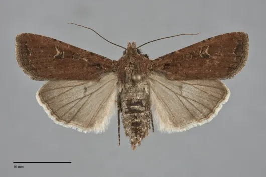 Euxoa ochrogaster