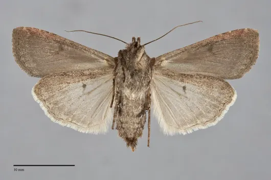 Euxoa ochrogaster