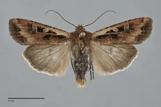 Euxoa ochrogaster