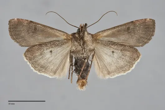 Euxoa ochrogaster