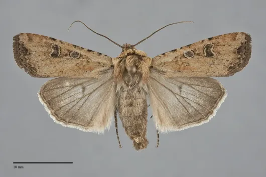 Euxoa ochrogaster