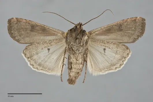 Euxoa ochrogaster