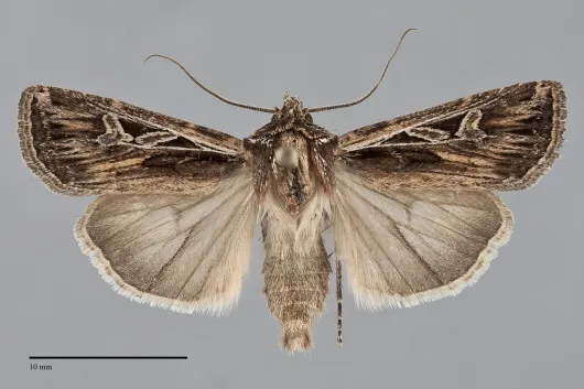 Euxoa olivalis