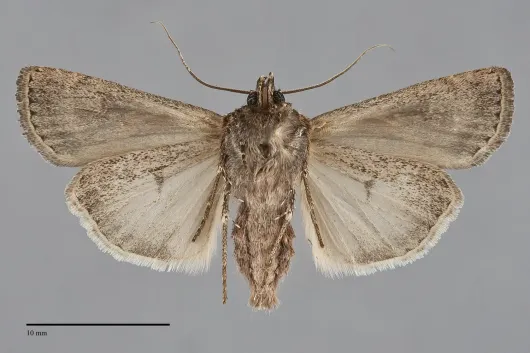 Euxoa olivalis