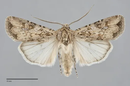 Euxoa olivia