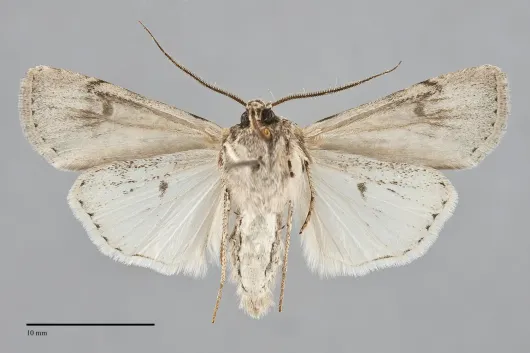 Euxoa olivia