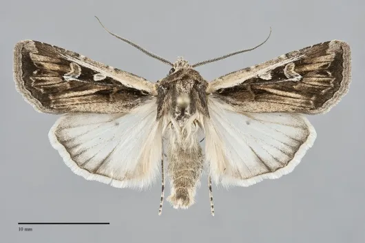 Euxoa olivia