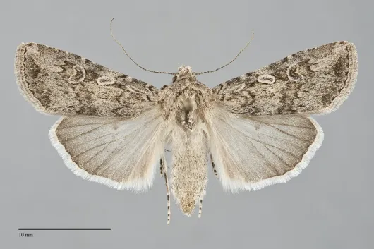 Euxoa olivia