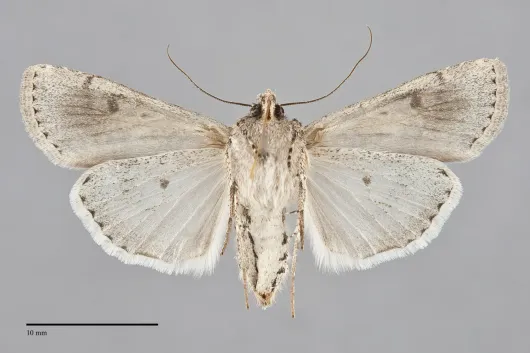 Euxoa olivia