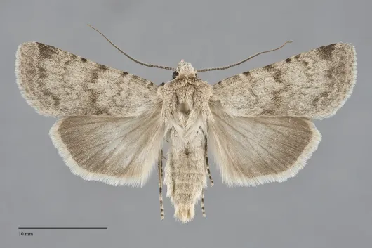 Euxoa pallidimacula