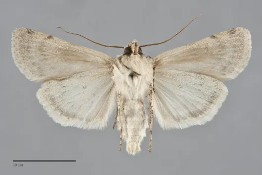 Euxoa pallidimacula