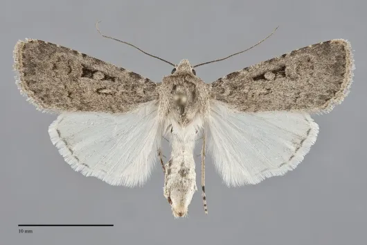 Euxoa pallipennis
