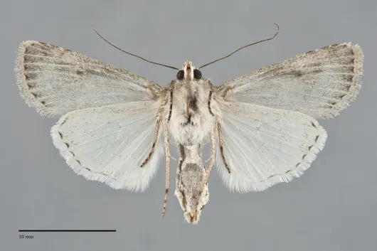 Euxoa pallipennis