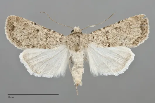 Euxoa pallipennis