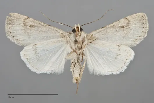 Euxoa pallipennis