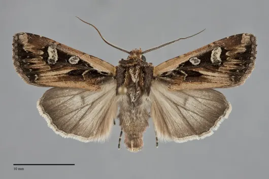 Euxoa perexcellens