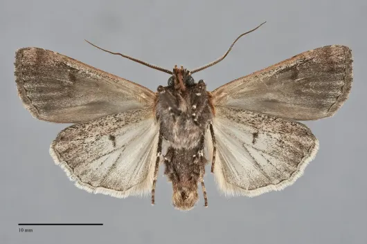 Euxoa perexcellens