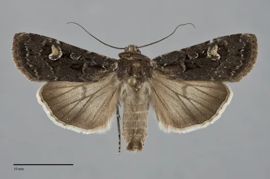 Euxoa perexcellens