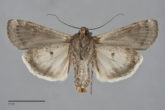 Euxoa perexcellens