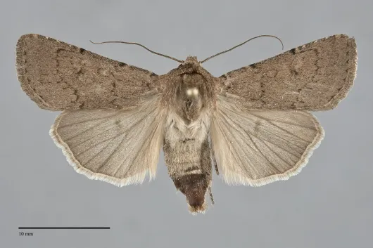 Euxoa permixta