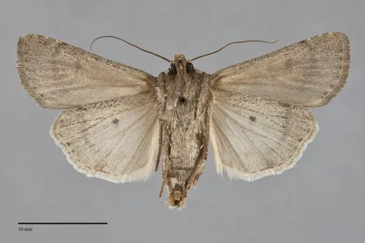 Euxoa permixta