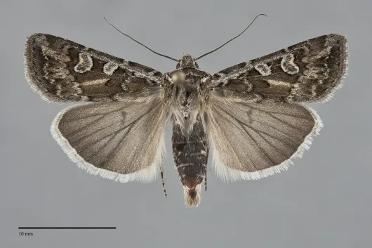 Euxoa perolivalis