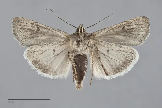 Euxoa perolivalis