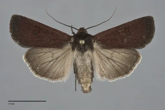 Euxoa perpolita