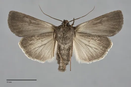 Euxoa perpolita