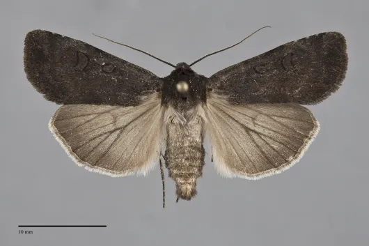 Euxoa perpolita