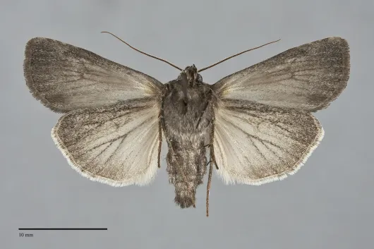 Euxoa perpolita