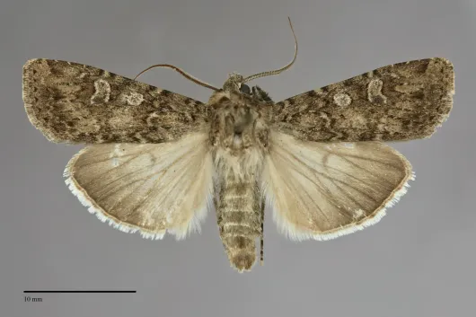 Euxoa pestula