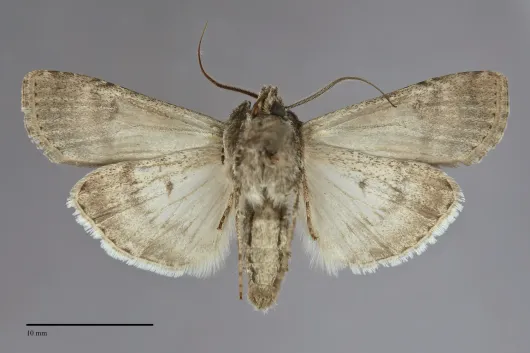 Euxoa pestula