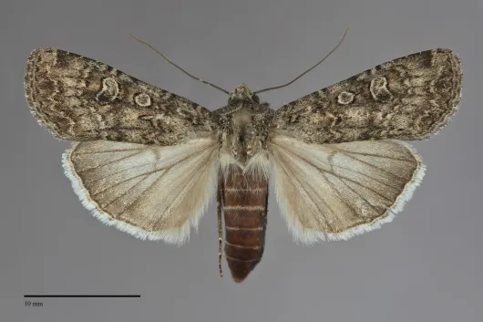 Euxoa pestula