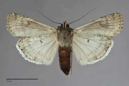 Euxoa pestula