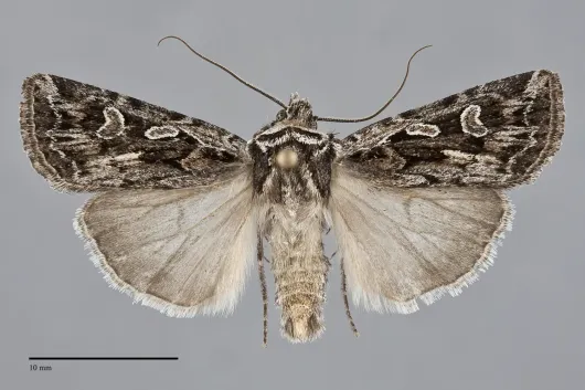 Euxoa plagigera