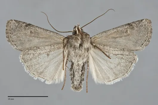 Euxoa plagigera