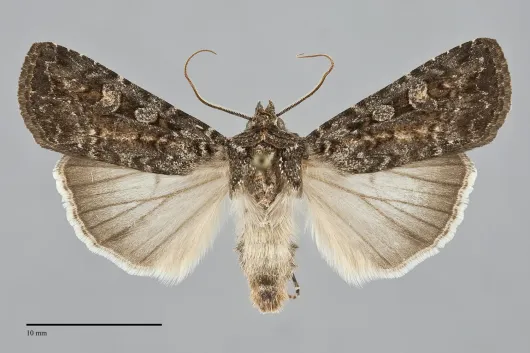 Euxoa pleuritica