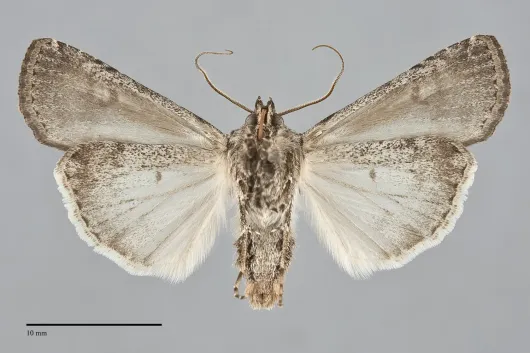Euxoa pleuritica
