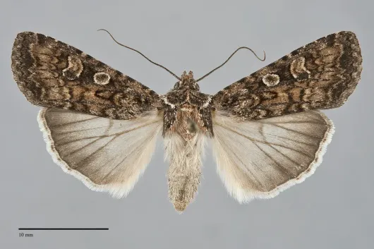 Euxoa pleuritica