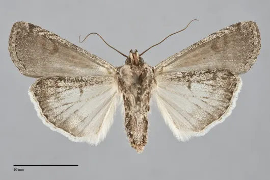 Euxoa pleuritica