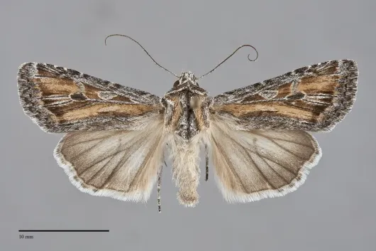 Euxoa pluralis
