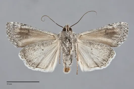Euxoa pluralis