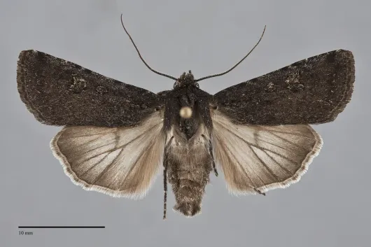 Euxoa punctigera